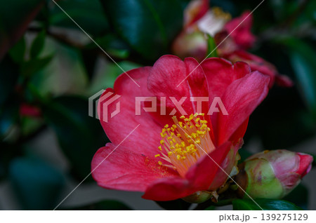 Large Close Up of Camellia Flower Camellia Japonica Pink Bloom 139275129