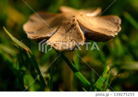 Delicate mushroom with earthy tones emerging from lush green grass in bright sunlight Delicate mushroom with earthy tones emerging from lush green grass in bright sunlight 139275255