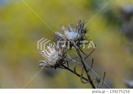 Dried wildflowers sway gently in the afternoon sun of a serene meadow 139275258