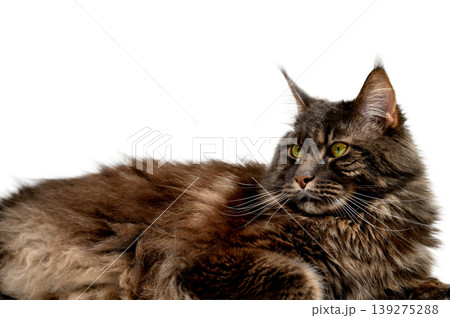 Gray Maine Coon Lying Down on White Studio Gray Maine Coon Lying Down on White Studio 139275288