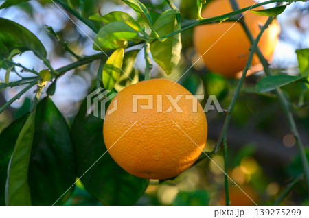 Oranges hanging from vibrant green branches under a clear sky in a sunny orchard Oranges hanging from vibrant green branches under a clear sky in a sunny orchard 139275299