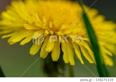 Close Up of Yellow Dandelion Flowers in Bloom Close Up of Yellow Dandelion Flowers in Bloom 139275319