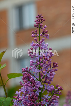 Fresh Spring Lilac Branch with Dew Drops on Purple Flowers 139275349