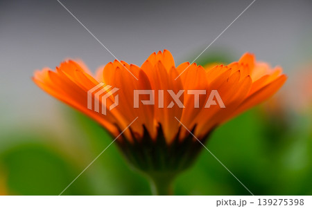 Close Up of One Orange Calendula Flower with Green Leaves Below Close Up of One Orange Calendula Flower with Green Leaves Below 139275398