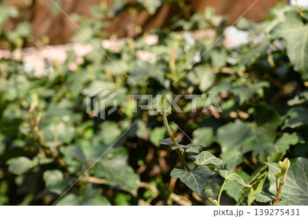 Common Ivy Hedera Helix Climbing on a Surface Common Ivy Hedera Helix Climbing on a Surface 139275431