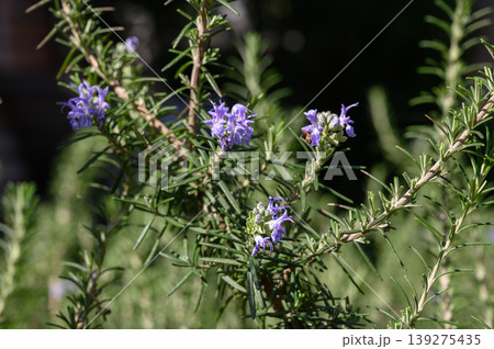 Rosmarinus Officinalis Culinary Rosemary Shrub Close Up 139275435