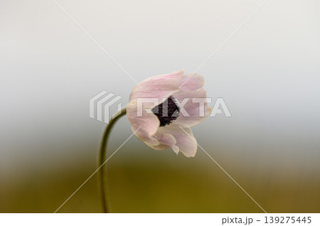 Delicate bloom captures the essence of tranquility in a serene garden setting 139275445