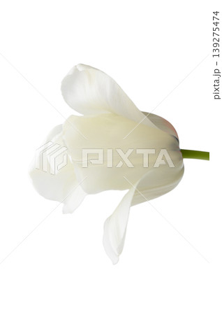 White Tulip Macro Close Up Isolated on White Background White Tulip Macro Close Up Isolated on White Background 139275474
