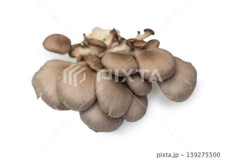 Fresh Oyster Mushrooms Cluster on White Fresh Oyster Mushrooms Cluster on White 139275500