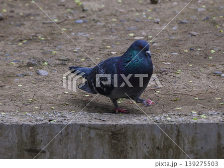 Wild Rock Dove Columba livia Descendant of Domestic Pigeons Close Up Wild Rock Dove Columba livia Descendant of Domestic Pigeons Close Up 139275503