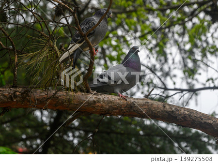 Two Rock Doves Preening on Tree Branch in Spring Park 139275508