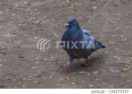 Rock Dove Pigeon Standing on Pavement Close Up Side View Rock Dove Pigeon Standing on Pavement Close Up Side View 139275537