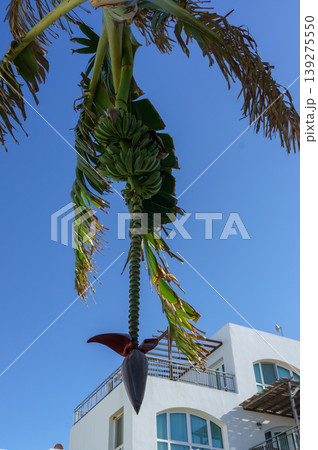 Banana plant hanging with fruits against a clear blue sky in a sunny coastal setting. Banana plant hanging with fruits against a clear blue sky in a sunny coastal setting. 139275550