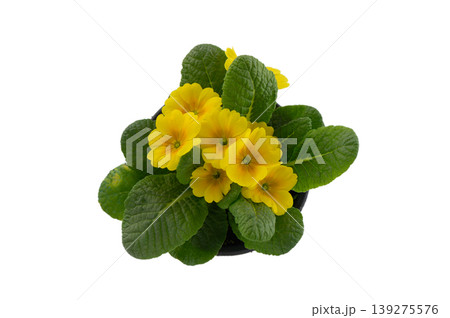 Delicate Yellow Primula Vulgaris Flower Plant Isolated on White Delicate Yellow Primula Vulgaris Flower Plant Isolated on White 139275576