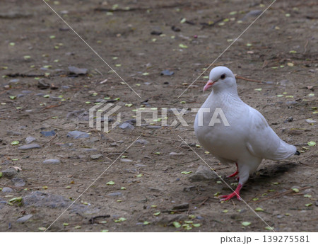 White Rock Dove Pigeon with Orange-Red Eye Close Up Portrait 139275581