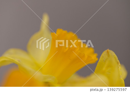 Vibrant Yellow Daffodil Flowers Macro Close Up on White Vibrant Yellow Daffodil Flowers Macro Close Up on White 139275597