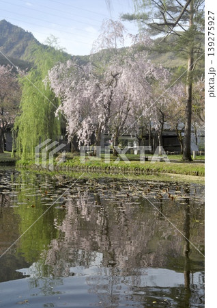 枝垂れ桜 139275927
