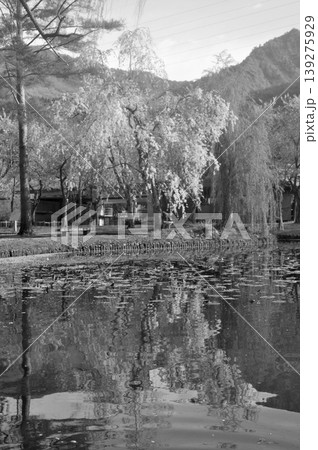 枝垂れ桜 枝垂れ桜 139275929