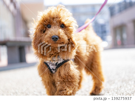 トイプードル茶色子犬テディベアカット野外撮影 トイプードル茶色子犬テディベアカット野外撮影 139275937