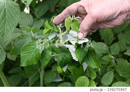 Person examining green leaves on a plant in a garden during the daytime Person examining green leaves on a plant in a garden during the daytime 139275947