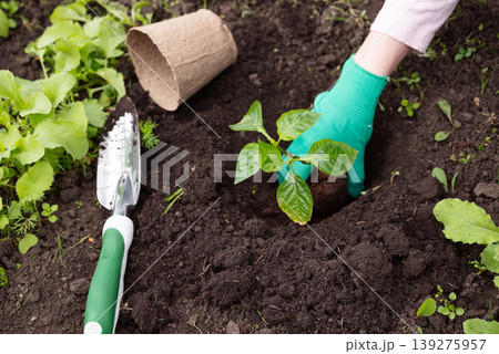 Female farmer hands planting to soil seedling in the vegetable garden Female farmer hands planting to soil seedling in the vegetable garden 139275957