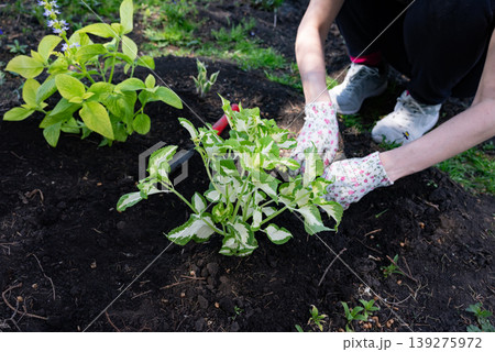 Process of planting for houseplant Coleus. Process of planting for houseplant Coleus. 139275972