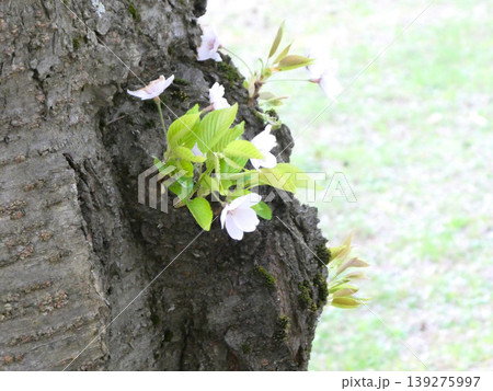 弘前公園の300年の樹齢のエドヒガンの幹に咲いた若い可愛いい桜 139275997