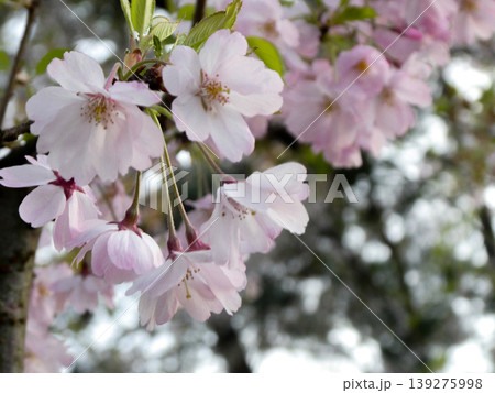 弘前公園の桜の新品種 弘前公園の桜の新品種 139275998