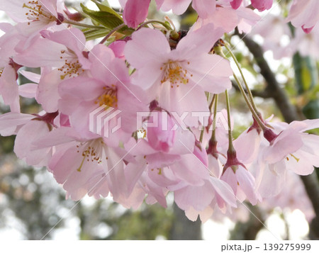 エドヒガンの新種の「思い川」という名前の新品種　弘前公園の桜の新品種 139275999