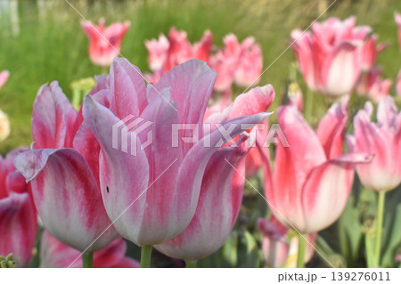 Pink tulip flower field with soft spring bloom in garden background, natural floral landscape with bright petal color and green grass Pink tulip flower field with soft spring bloom in garden background, natural floral landscape with bright petal color and green grass 139276011