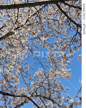 Spring blossom tree branches against blue sky, white flower bloom, natural pattern, bright seasonal background Spring blossom tree branches against blue sky, white flower bloom, natural pattern, bright seasonal background 139276028