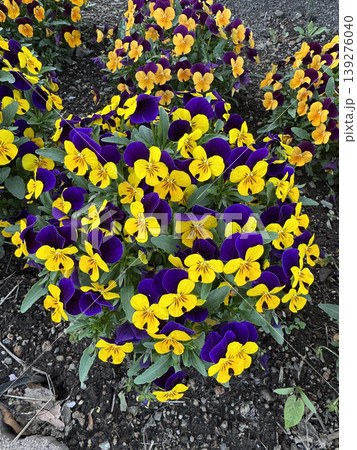 Purple yellow pansy flower garden bed spring bloom colorful floral plant outdoor Purple yellow pansy flower garden bed spring bloom colorful floral plant outdoor 139276040
