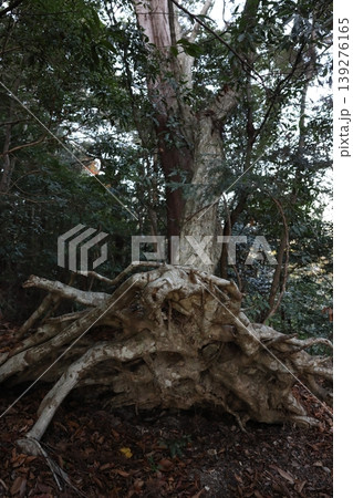 鳳来寺山　鳳来山東照宮 139276165