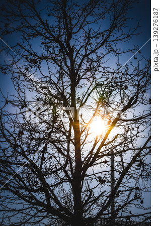 Winter tree silhouette with sunlight through branches. Winter tree silhouette with sunlight through branches. 139276187