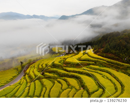Golden canola fields curve through mountain terraces. Foggy morning Golden canola fields curve through mountain terraces. Foggy morning 139276230