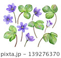 Set of purple spring flowers anemone hepatica, liverwort. Hand drawn botanical watercolor illustration isolated on white background. Good for prints, packaging, branding, stationery and floral design 139276370