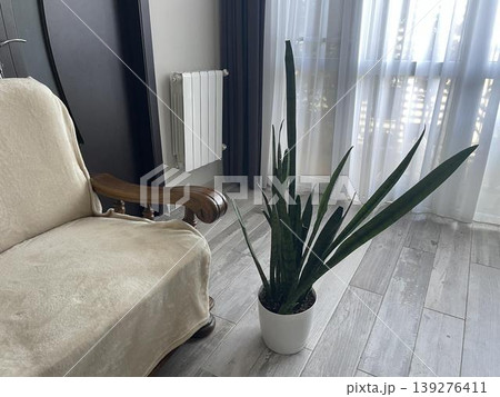 a plant in the light guests room a plant in the light guests room 139276411