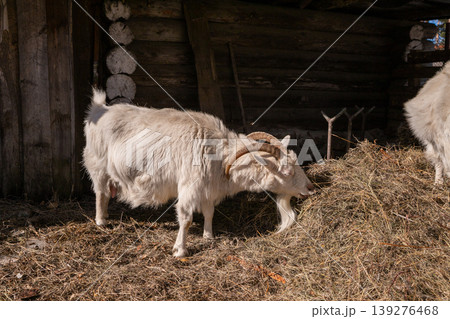 White goat eating hay in a rustic wooden barn. Domestic animal on a farm during a sunny day. Livestock farming concept, rural lifestyle, agriculture, animal husbandry, pet care. White goat eating hay in a rustic wooden barn. Domestic animal on a farm during a sunny day. Livestock farming concept, rural lifestyle, agriculture, animal husbandry, pet care. 139276468