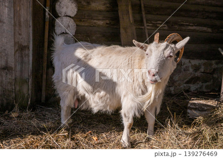 White goat standing in barn. Livestock animal with horns on farm. Domestic mammal in rustic wooden stable. Agriculture and rural life concept, symbol of nature and farming industry. 139276469