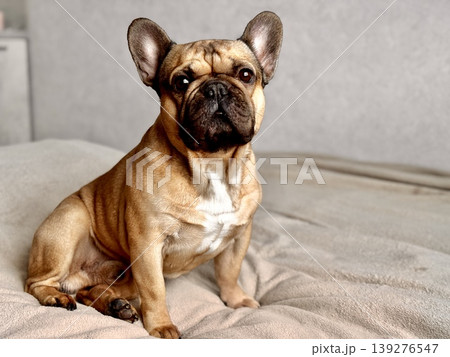A cute, contented French bulldog of fawn color lies on a bed with a beige bedspread in a close-up home environment A cute, contented French bulldog of fawn color lies on a bed with a beige bedspread in a close-up home environment 139276547