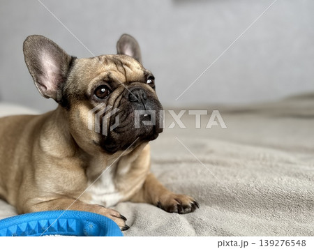 A cute, contented French bulldog of fawn color lies on a bed with a beige bedspread in a close-up home environment A cute, contented French bulldog of fawn color lies on a bed with a beige bedspread in a close-up home environment 139276548
