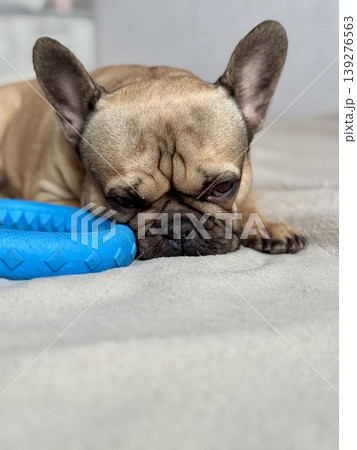 A cute, contented French bulldog of fawn color lies on a bed with a beige bedspread in a close-up home environment A cute, contented French bulldog of fawn color lies on a bed with a beige bedspread in a close-up home environment 139276563