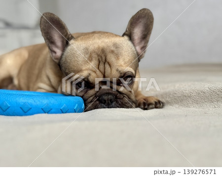 A cute, contented French bulldog of fawn color lies on a bed with a beige bedspread in a close-up home environment 139276571