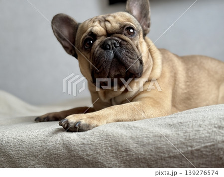A cute, contented French bulldog of fawn color lies on a bed with a beige bedspread in a close-up home environment A cute, contented French bulldog of fawn color lies on a bed with a beige bedspread in a close-up home environment 139276574