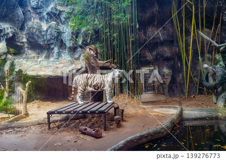 White tiger in the zoo White tiger in the zoo 139276773