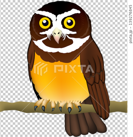 Cute illustration of a bird of prey/wild bird/owl: "Spectacled Owl" on a white background, single image, vector format. Cute illustration of a bird of prey/wild bird/owl: "Spectacled Owl" on a white background, single image, vector format. 139276845