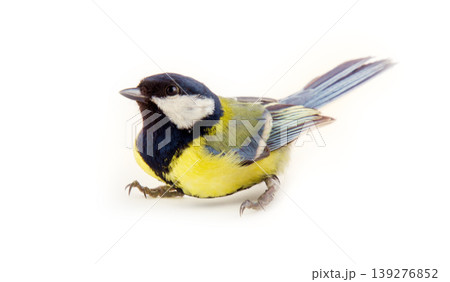 titmouse bright yellow Park bird 139276852