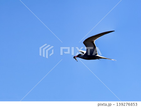 Adult Common Tern is flying Adult Common Tern is flying 139276853