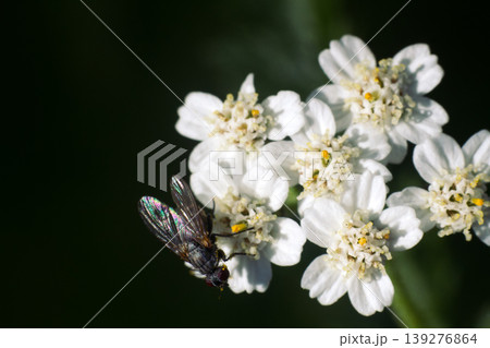 Big blowfly on white flower as bride clothes 139276864