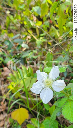 野山に咲くクサイチゴの白い花 春のイメージ 139276979